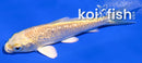 4.25" GINRIN YAMABUKI OGON