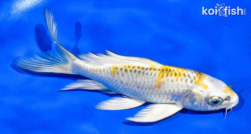 5.5" KUJAKU BUTTERFLY