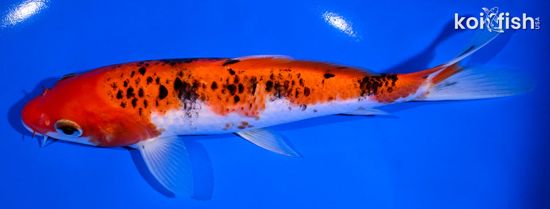 7.5" GOSHIKI