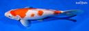 12.25" KOHAKU