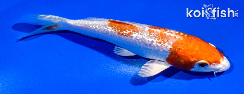 5" GINRIN HARIWAKE