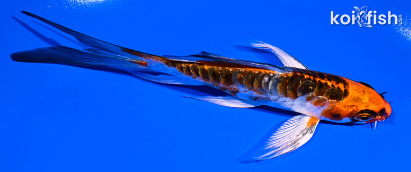 4.75" KUJAKU BUTTERFLY