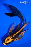 5.75" ARAGOKE BENI KIKOKURYU BUTTERFLY