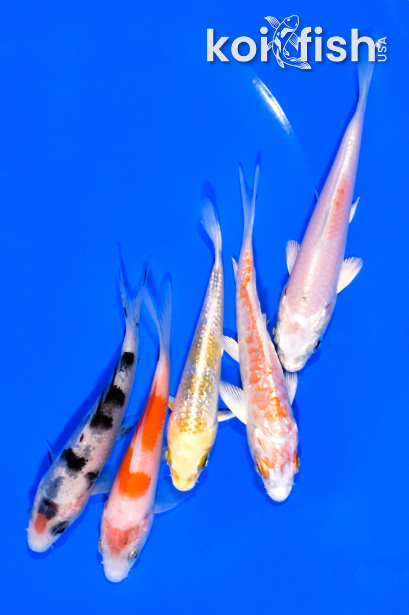 PACK OF (5) 3.75-4.25" STANDARD KOI
