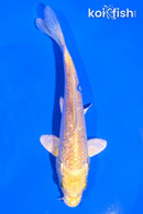 5" GINRIN YAMABUKI OGON