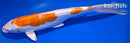 9.75" KIKUSUI