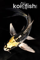 6.5" KIN KIKOKURYU BUTTERFLY