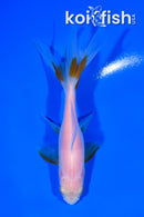 5" WAKIN GOLDFISH