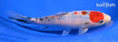 7.5" SANKE