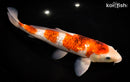 12.25" GINRIN GOROMO
