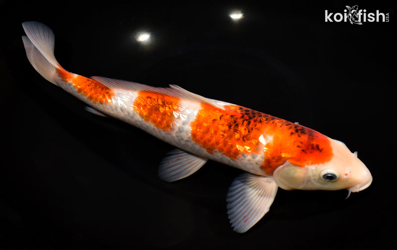 Orange Koi Fish For Sale – Page 5