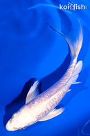 5.5" GINRIN ARAGOKE PLATINUM OGON BUTTERFLY