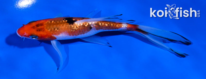 4.5" GINRIN YAMABUKI OGON