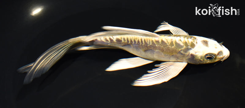 7.5" KIN KIKOKURYU BUTTERFLY