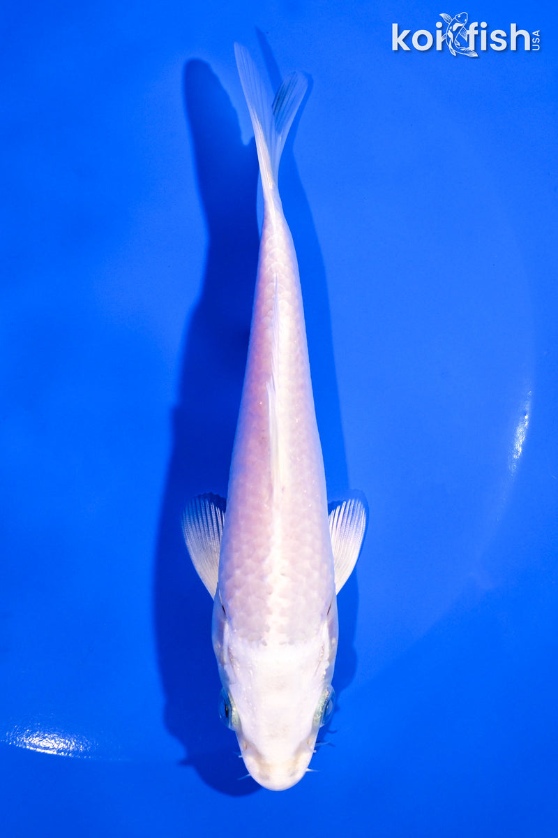5.25" PLATINUM OGON