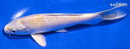 6.25" LEMON HARIWAKE