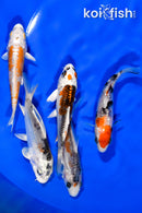 PACK OF (5) 3.75" STANDARD KOI
