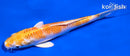 5.5" LEMON HARIWAKE