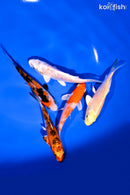 PACK OF (5) 4-4.25" STANDARD KOI