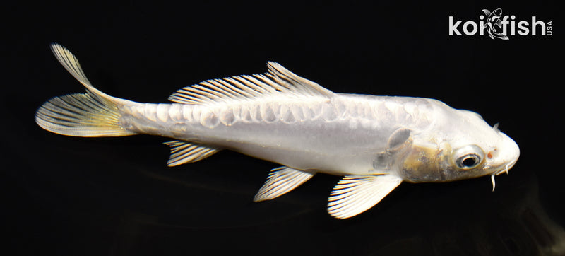 5.25" DOITSU PLATINUM OGON