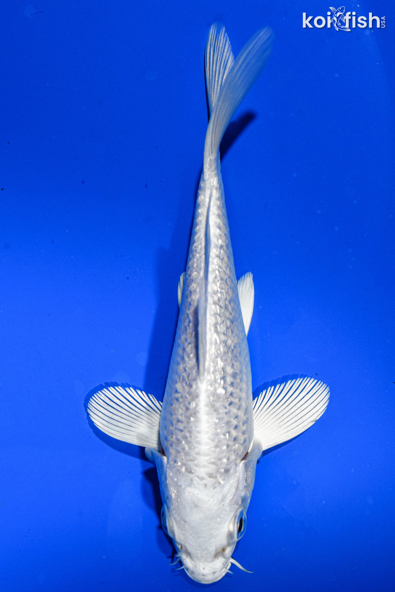 5" GINRIN PLATINUM OGON