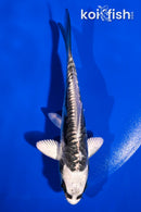 4" KIKOKURYU