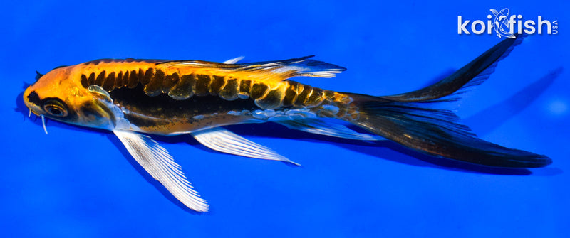 5.5" KIN KIKOKURYU BUTTERFLY