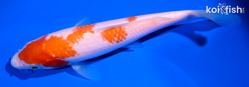 6.5" KOHAKU