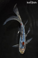 7.5" SHUBUNKIN GOLDFISH