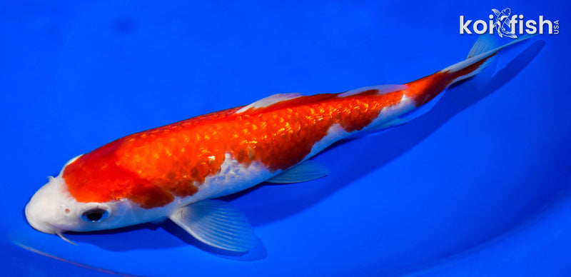 8.75" GINRIN KOHAKU