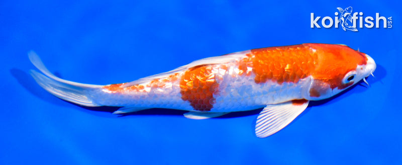 7.75" GINRIN HARIWAKE