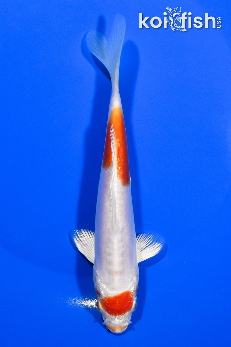 6.25" KIKUSUI