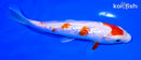 6.25" GINRIN KOHAKU