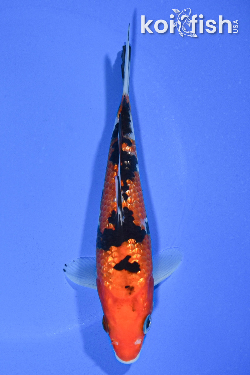 5.75" GINRIN AKA SANKE