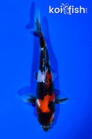 5.75" DOITSU SHOWA