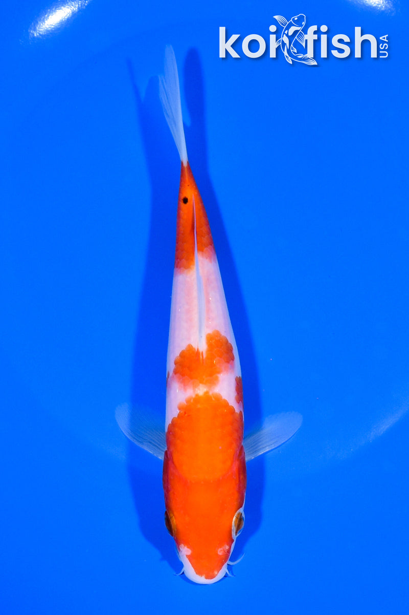 6.5" KOHAKU