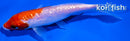 6.5" GINRIN KOHAKU