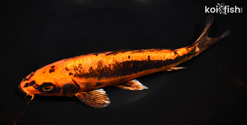 10.75" BENI KIKOKURYU