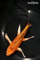 7.75" GINRIN KIN ORENJI MATSUBA BUTTERFLY