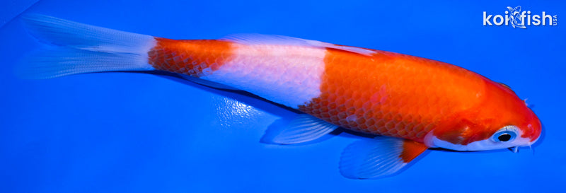 5.5" NIDAN KOHAKU