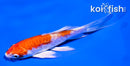 4" KIKUSUI BUTTERFLY