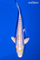 5.75" DOITSU HARIWAKE