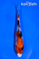4.5" GINRIN SANKE