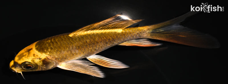 5.5" KI MATSUBA BUTTERFLY