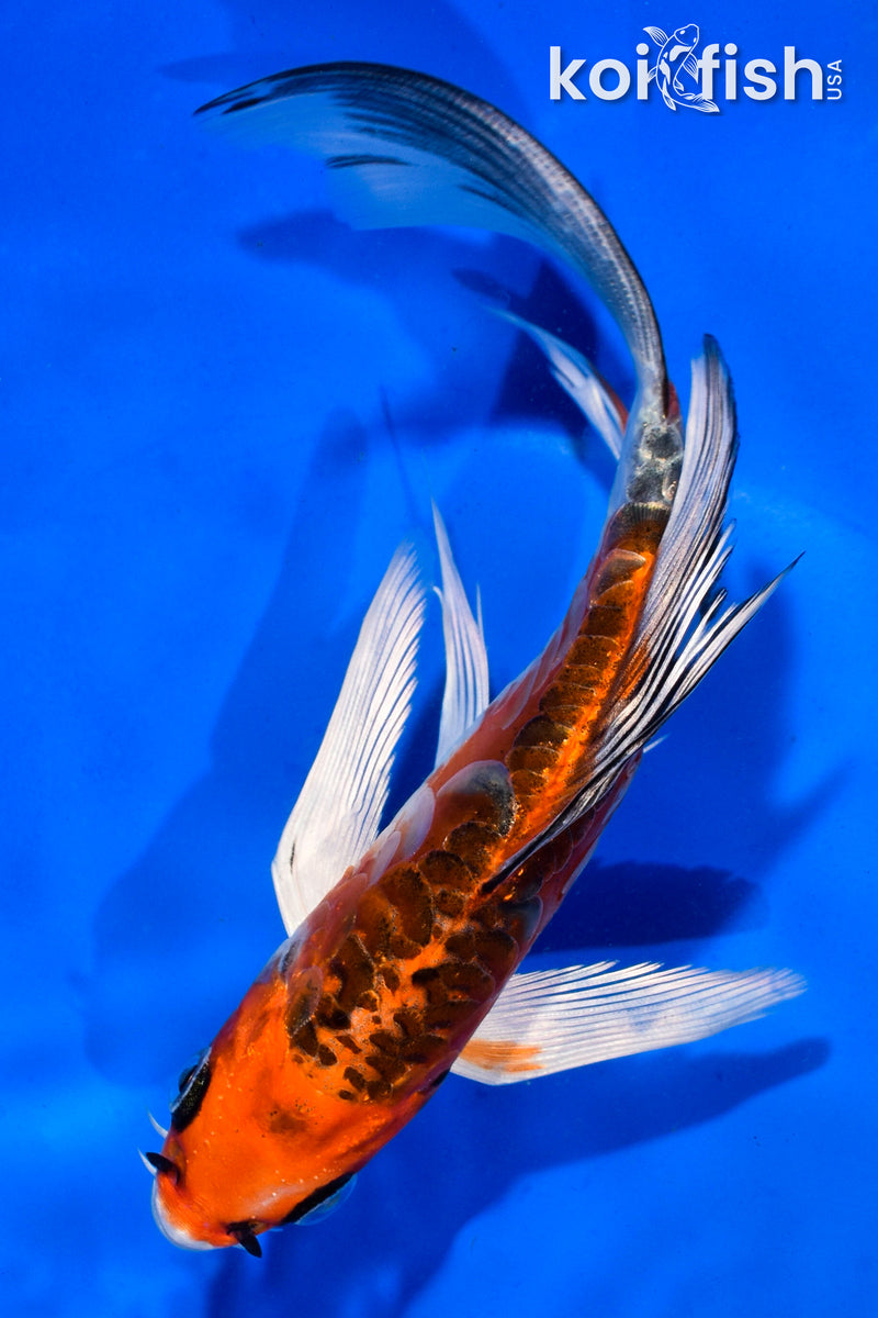 6" ARAGOKE BENI KIKOKURYU BUTTERFLY