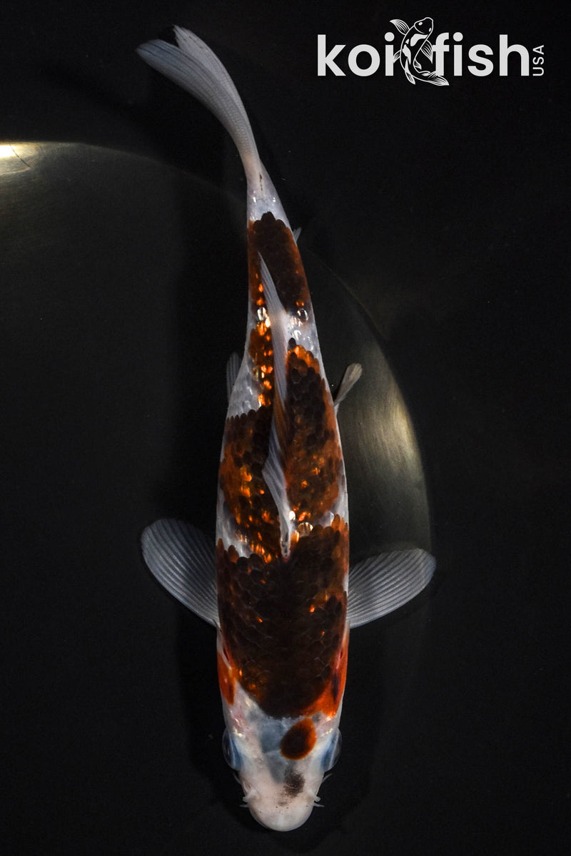 6" GINRIN GOROMO