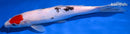 11" TANCHO SANKE