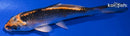 4.5" KUJAKU