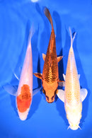 PACK OF (3) 6-7" STANDARD KOI