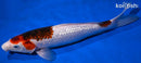 13.75" GINRIN GOROMO